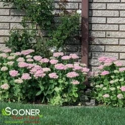 AUTUMN JOY SEDUM -Deals Gardenith Store DETA4 1171