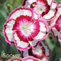 RASPBERRY SWIRL DIANTHUS -Deals Gardenith Store DETA4 1178