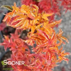 LION'S HEAD UPRIGHT JAPANESE MAPLE -Deals Gardenith Store DETA4 1199