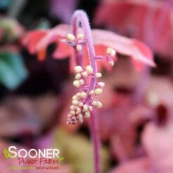 SWEET TEA FOAMY BELLS -Deals Gardenith Store DETA4 1232