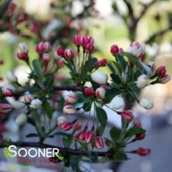 SARGENT TINA CRABAPPLE -Deals Gardenith Store DETA4 1303