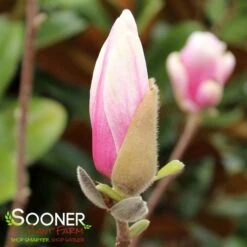 SAUCER MAGNOLIA -Deals Gardenith Store DETA4 1304