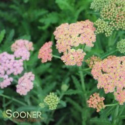 SUMMER PASTELS YARROW 11 SUMMER PASTELS YARROW -Deals Gardenith Store DETA4 1720