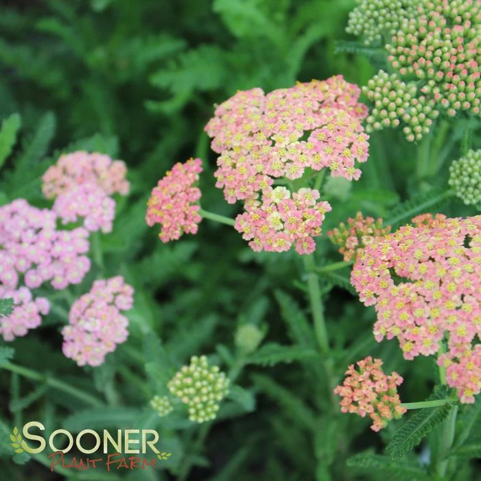 SUMMER PASTELS YARROW 6 SUMMER PASTELS YARROW - Image 6