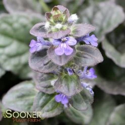CATLIN'S GIANT AJUGA 6 CATLIN'S GIANT AJUGA -Deals Gardenith Store DETA4 1723