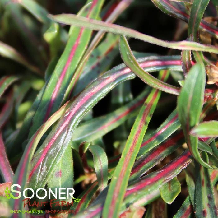 SISKIYOU PINK WAND FLOWER 1 SISKIYOU PINK WAND FLOWER