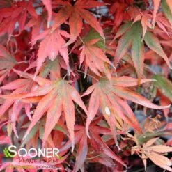 SHAINA DWARF UPRIGHT JAPANESE MAPLE -Deals Gardenith Store DETA4 1874