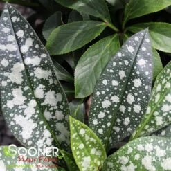 TREVI FOUNTAIN LUNGWORT -Deals Gardenith Store DETA4 1927