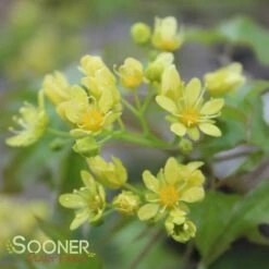 FIRE DRAGON® SHANTUNG MAPLE -Deals Gardenith Store DETA4 2002