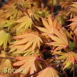 AUTUMN MOON UPRIGHT JAPANESE MAPLE -Deals Gardenith Store DETA4 2092