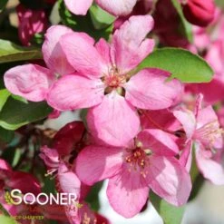 INDIAN MAGIC CRABAPPLE -Deals Gardenith Store DETA4 22