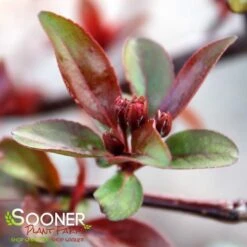 PRAIRIFIRE CRABAPPLE 9 PRAIRIFIRE CRABAPPLE -Deals Gardenith Store DETA4 23