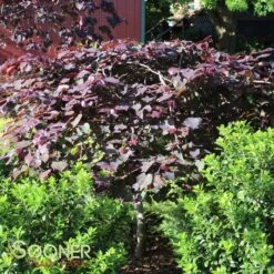 RUBY FALLS WEEPING REDBUD -Deals Gardenith Store DETA4 2311