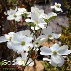 JEAN'S APPALACHIAN SNOW DOGWOOD 7 JEAN'S APPALACHIAN SNOW DOGWOOD -Deals Gardenith Store DETA4 2978