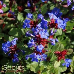 BLUE PLUMBAGO 6 BLUE PLUMBAGO -Deals Gardenith Store DETA4 304