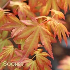 ORANGE DREAM UPRIGHT JAPANESE MAPLE -Deals Gardenith Store DETA4 3415
