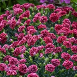 FRUIT PUNCH® CHERRY VANILLA DIANTHUS -Deals Gardenith Store DETA4 3632