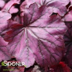 PRIMO® WILD ROSE CORAL BELLS -Deals Gardenith Store DETA4 3638