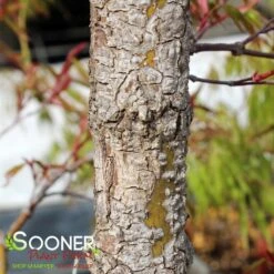 ARA KAWA UPRIGHT JAPANESE MAPLE -Deals Gardenith Store DETA4 3683