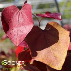 FLAME THROWER® REDBUD 9 FLAME THROWER® REDBUD -Deals Gardenith Store DETA4 4074