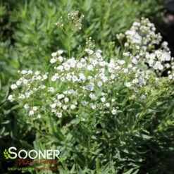 FESTIVAL STAR® BABY'S BREATH -Deals Gardenith Store DETA4 4112