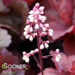 PRIMO® MAHOGANY MONSTER CORAL BELLS -Deals Gardenith Store DETA4 4125