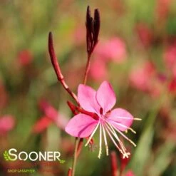 BELLEZA® DARK PINK WAND FLOWER -Deals Gardenith Store DETA4 4300