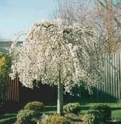 SNOW FOUNTAIN WEEPING FLOWERING CHERRY -Deals Gardenith Store DETA4 433