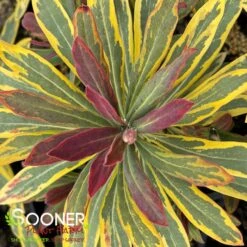 ASCOT RAINBOW EUPHORBIA -Deals Gardenith Store DETA4 4375