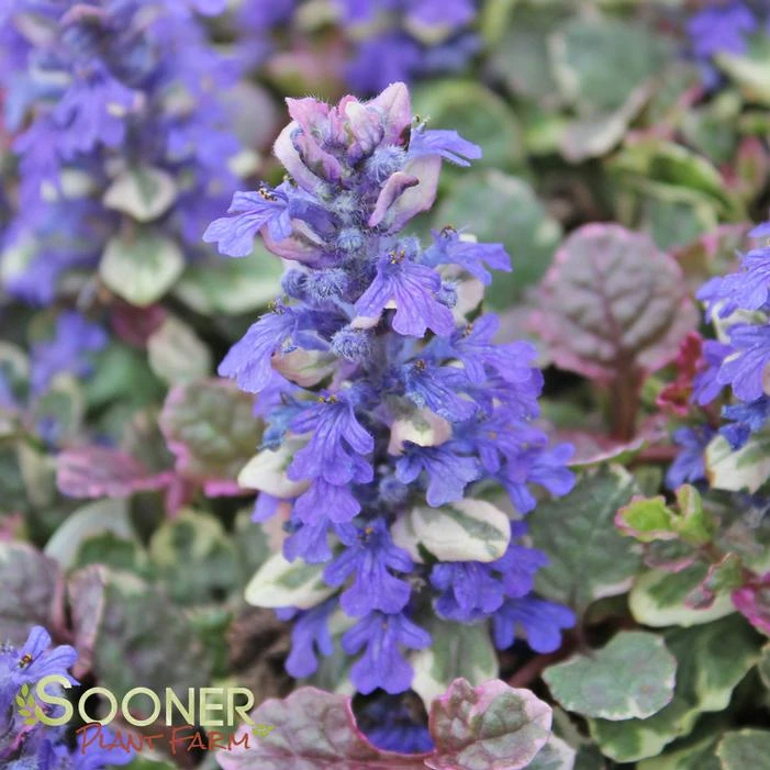 BURGUNDY GLOW AJUGA 4 BURGUNDY GLOW AJUGA - Image 4