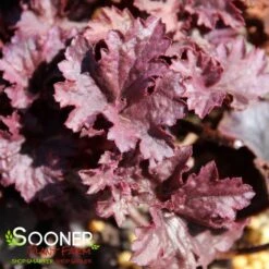 GRAPE TIMELESS CORAL BELLS -Deals Gardenith Store DETA4 4593