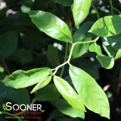 ZYDECO TWIST BLACKGUM -Deals Gardenith Store DETA4 4799