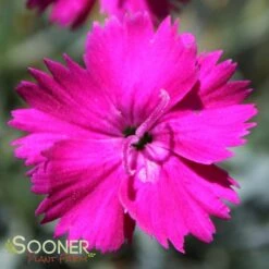 NEON STAR DIANTHUS -Deals Gardenith Store DETA4 496