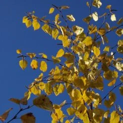 AVALANCHE™ BIRCH -Deals Gardenith Store DETA4 5285