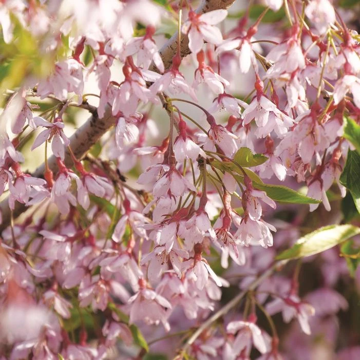 PINK SNOW SHOWERS™ WEEPING CHERRY 2 PINK SNOW SHOWERS™ WEEPING CHERRY - Image 2