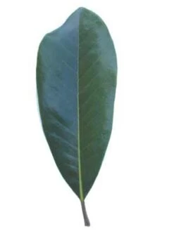 SOUTHERN MAGNOLIA -Deals Gardenith Store DETA4 53