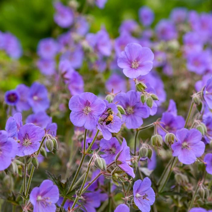 BOOM CHOCOLATTA CRANESBILL GERANIUM 4 BOOM CHOCOLATTA CRANESBILL GERANIUM - Image 4