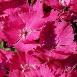 VIVID™ BRIGHT LIGHT DIANTHUS -Deals Gardenith Store DETA4 5410