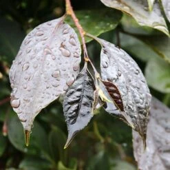 NIGHTFALL® WEEPING JAPANESE SNOWBELL -Deals Gardenith Store DETA4 5476