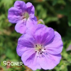 ROZANNE CRANESBILL GERANIUM -Deals Gardenith Store DETA4 561