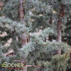 BLUE ATLAS CEDAR -Deals Gardenith Store DETA4 662