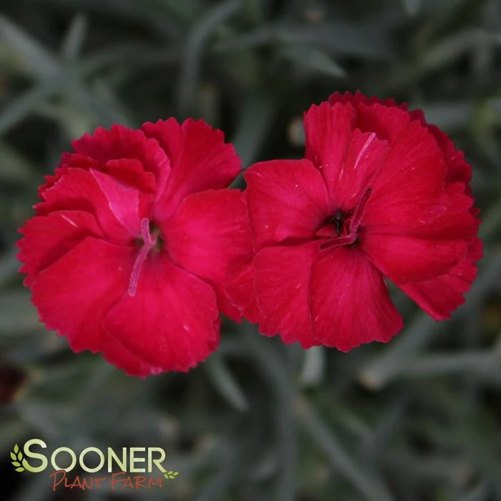 FROSTY FIRE DIANTHUS 1 FROSTY FIRE DIANTHUS