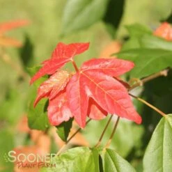 TRIDENT MAPLE 10 TRIDENT MAPLE -Deals Gardenith Store DETA4 74