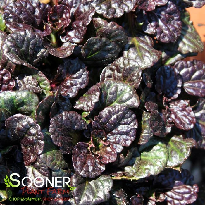 WALBERTON'S® BLACK SCALLOP AJUGA 2 WALBERTON'S® BLACK SCALLOP AJUGA - Image 2