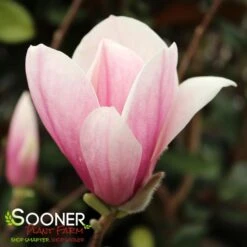 SAUCER MAGNOLIA -Deals Gardenith Store DETA5 1304
