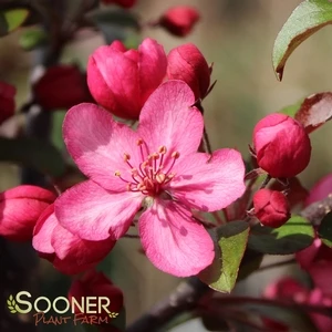 ROYAL RAINDROPS® CRABAPPLE 2 ROYAL RAINDROPS® CRABAPPLE - Image 2