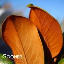 TEDDY BEAR® MAGNOLIA -Deals Gardenith Store DETA5 144