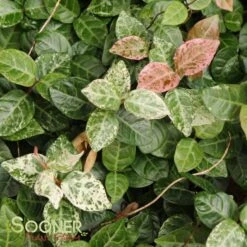 SNOW N SUMMER™ ASIATIC JASMINE -Deals Gardenith Store DETA5 1620