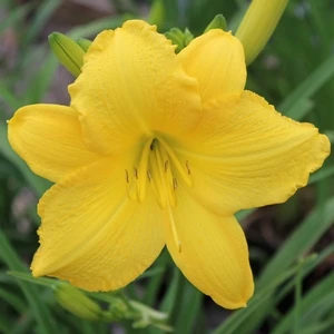 SCENTUAL SUNDANCE DAYLILY 2 SCENTUAL SUNDANCE DAYLILY - Image 2