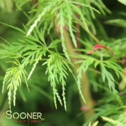 SEIRYU UPRIGHT JAPANESE MAPLE -Deals Gardenith Store DETA5 1875